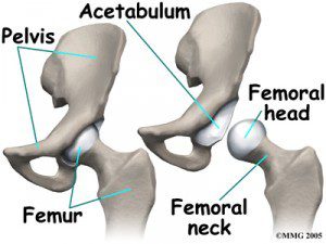 Pelvis and Hip Joint | thePTDC | How To Increse Hip Mobility