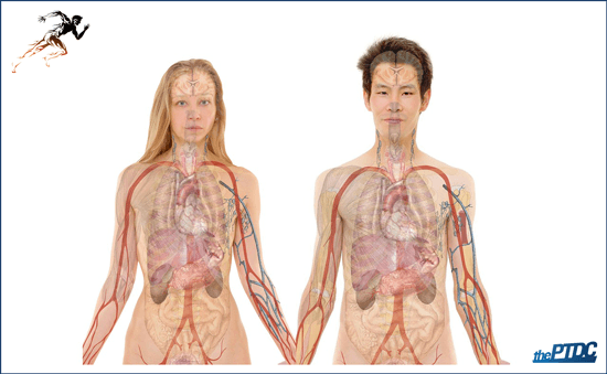 Problems with digestive system | thePTDC | Improving Fitness Training Performance