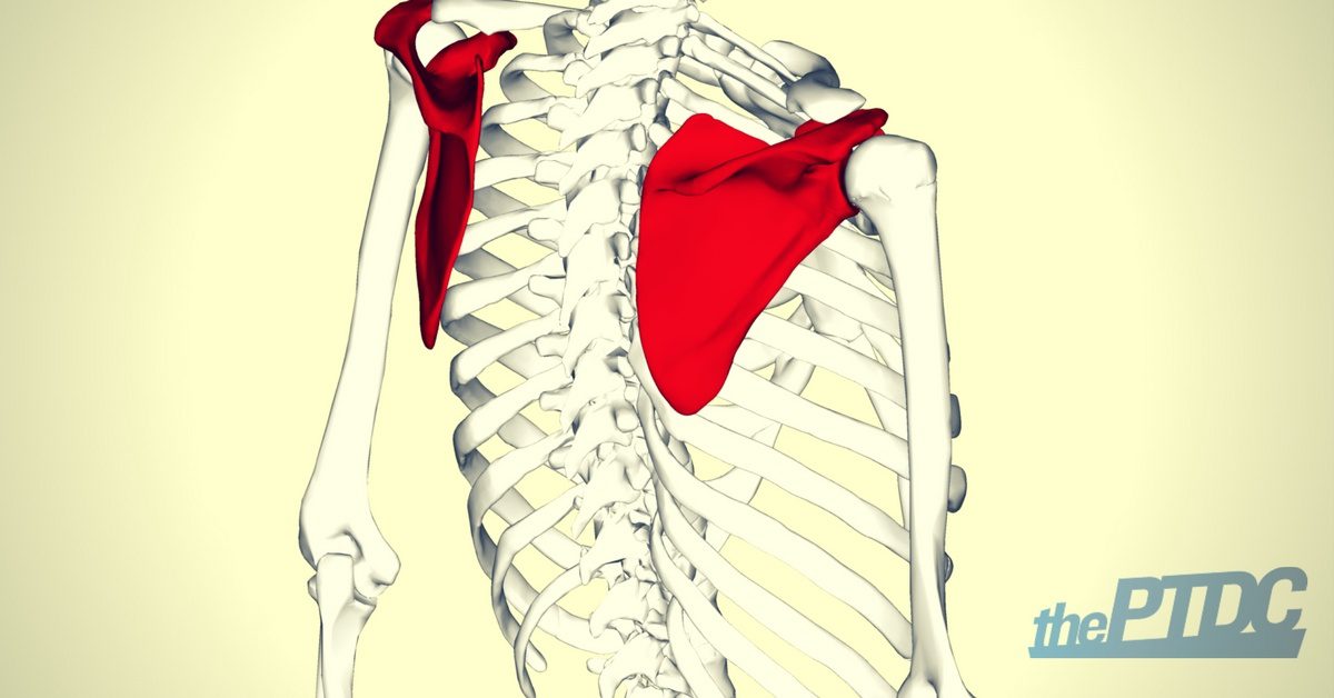 scapular stabilization exercises