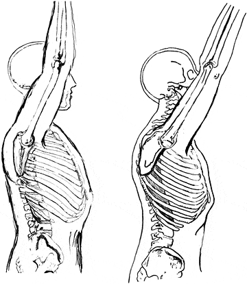 figure-1-2-esqueleto