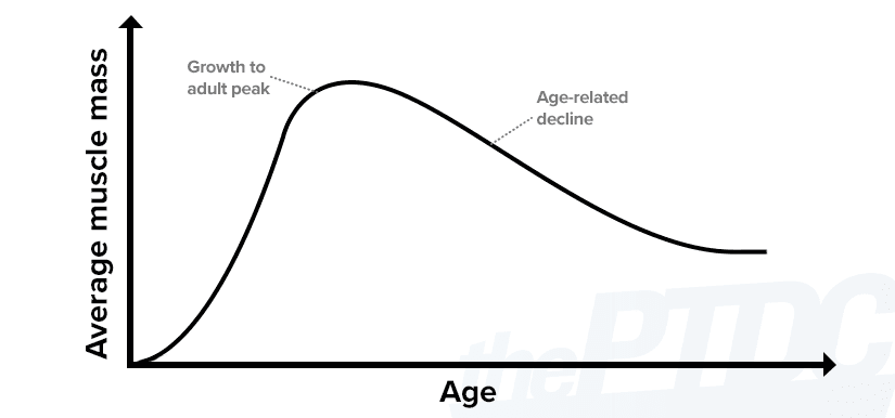 muscle-mass-by-age-graph